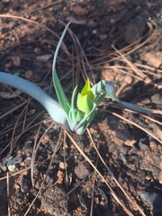 Calochortus monophyllus