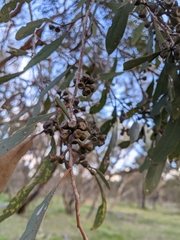 Eucalyptus odorata