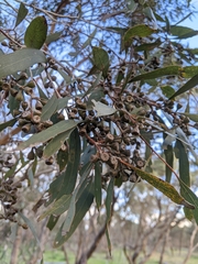 Eucalyptus odorata