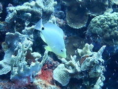 Hypoplectrus unicolor