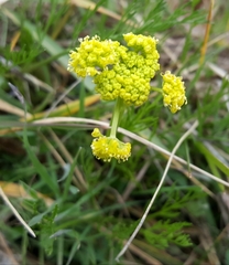Lomatium bradshawii
