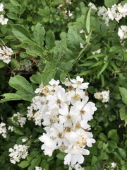 Rosa multiflora