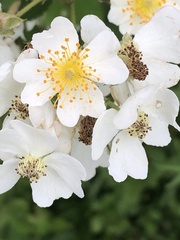 Rosa multiflora