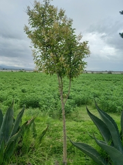 Ligustrum confusum