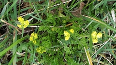 Lomatium bradshawii