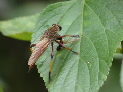 Colepia rufiventris