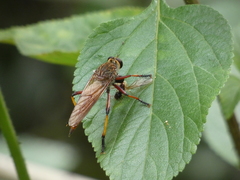 Colepia rufiventris