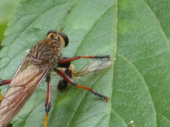 Colepia rufiventris