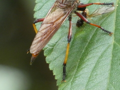 Colepia rufiventris