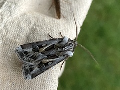 Agrotis vestigialis