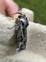 Agrotis vestigialis