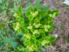 Euphorbia austriaca