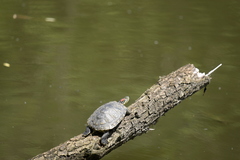 Trachemys scripta