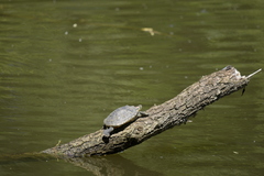 Trachemys scripta