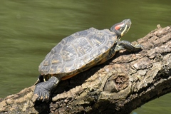 Trachemys scripta