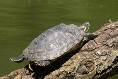 Trachemys scripta