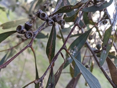 Eucalyptus odorata