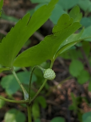 Anemonastrum deltoideum