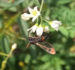 Synanthedon formicaeformis
