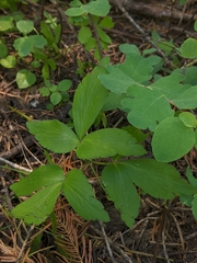 Anemonastrum deltoideum
