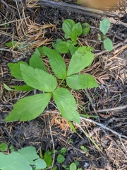 Anemonastrum deltoideum