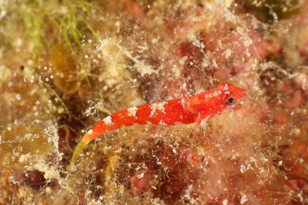 Grotto Goby
