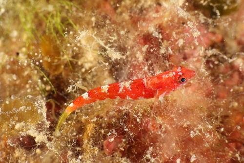 Grotto Goby