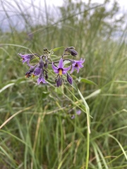Solanum dulcamara