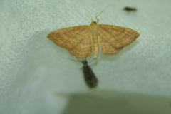 Idaea ochrata