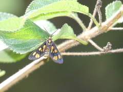 Eressa geographica