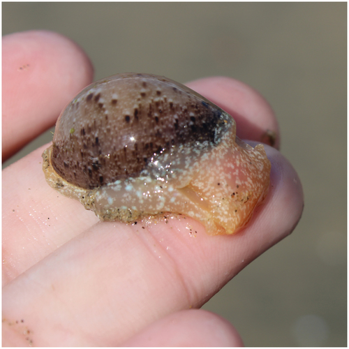 Cloudy Bubble Snail