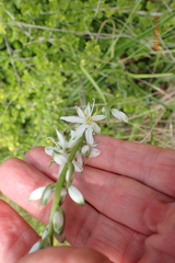 Chlorophytum angulicaule