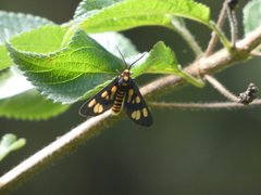 Eressa geographica