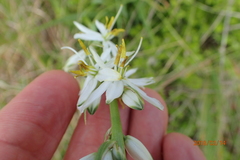 Chlorophytum angulicaule