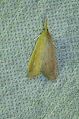 Schoenobius gigantella