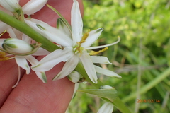 Chlorophytum angulicaule