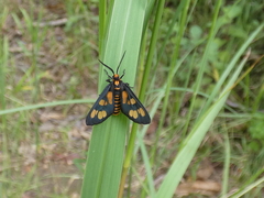 Eressa geographica