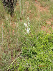Chlorophytum angulicaule