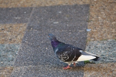 Columba livia domestica