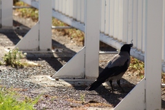 Corvus cornix