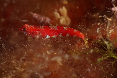 Speleogobius trigloides
