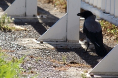 Corvus cornix