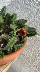 Huernia zebrina