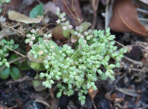 photo of Fourleaf Manyseed (Polycarpon tetraphyllum)