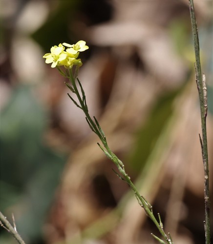 photo of Shortpod Mustard (Hirschfeldia incana)