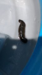 Erpobdellidae