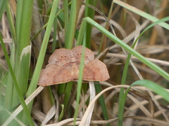 Rhinodia rostraria