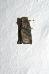 Ipimorpha retusa