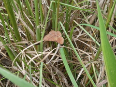 Rhinodia rostraria