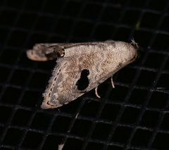 Abablemma duomaculata